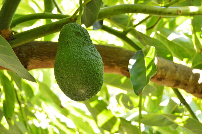 Ya es temporada de aguacate TROPS