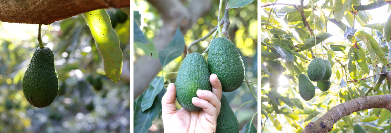 ¡Ya está aquí la temporada de aguacate TROPS!