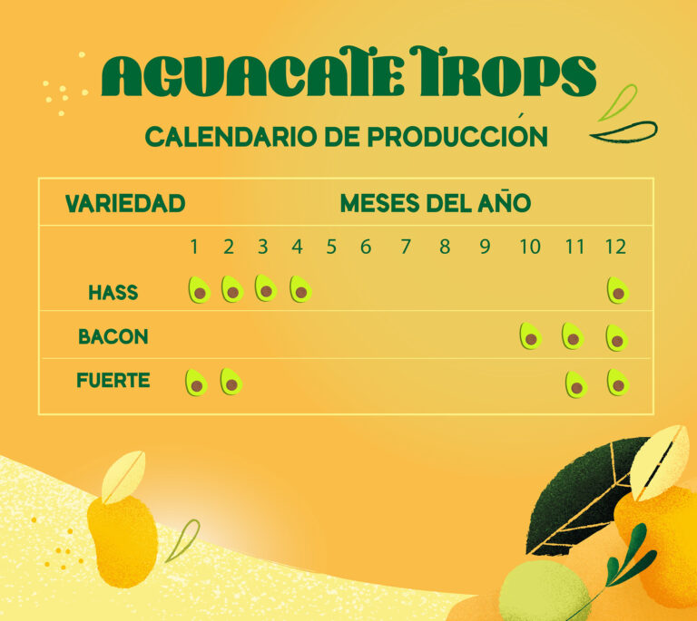 “Siempre en su punto” – Conoce las fechas en las que podrás disfrutar de la temporada nacional del aguacate TROPS